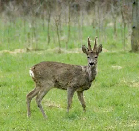 Veenemaat Winterswijk