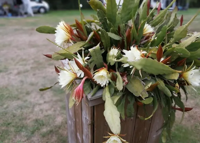 Veenemaat לינה וארוחת בוקר 3*